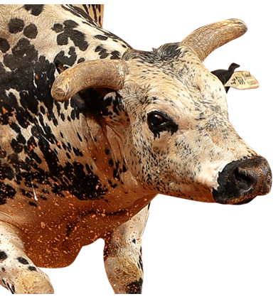 Top 3 PBR Bulls 2016